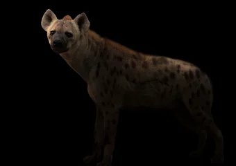 Papier Peint photo Lavable Hyène hyène tachetée dans le noir