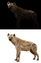 spotted hyena in the dark and white background