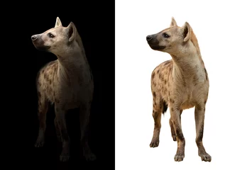 Keuken foto achterwand Hyena gevlekte hyena op de donkere en witte achtergrond