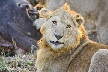 Fototapeta na wymiar Lion's head