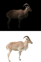 barbary sheep in the dark