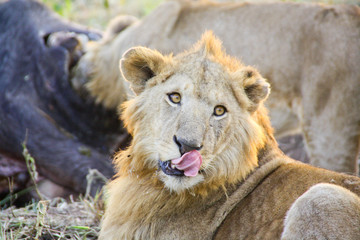 Lion's tongue