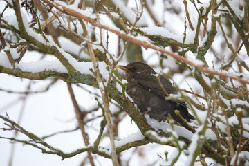 female of Common blackbird bird
