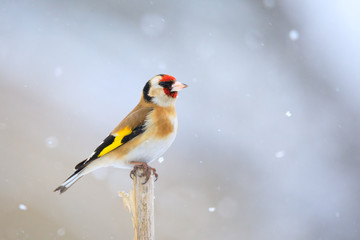 small bird European goldfinch in winter - obrazy, fototapety, plakaty