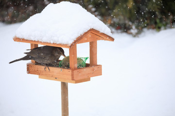 Common blackbird blackbird in simple bird feeder
