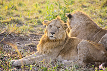 Lions resting