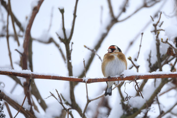 small bird European goldfinch in winter