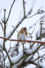 small bird European goldfinch in winter