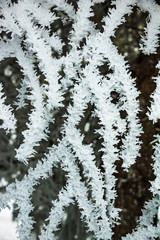 trees in the snow on a winter day, nature background