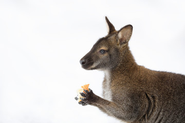 Red-necked Wallaby in snowy winter