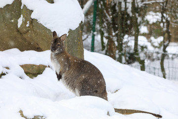 Red-necked Wallaby in snowy winter © ArtushFoto