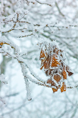 trees in the snow on a winter day, nature background