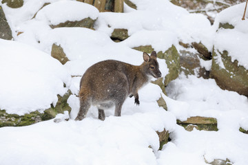Red-necked Wallaby in snowy winter © ArtushFoto