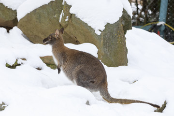 Red-necked Wallaby in snowy winter © ArtushFoto