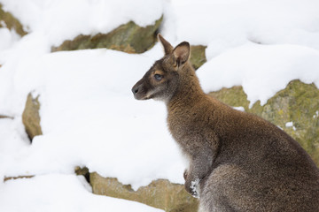 Red-necked Wallaby in snowy winter