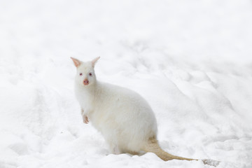 Red-necked Wallaby in snowy winter © ArtushFoto