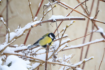 beautiful small bird great tit in winter