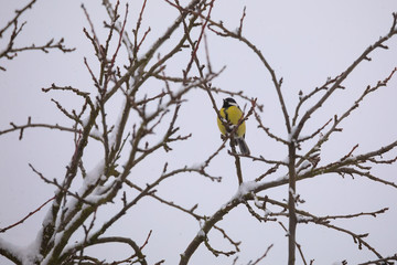 beautiful small bird great tit in winter