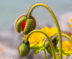 Poppy flower bud