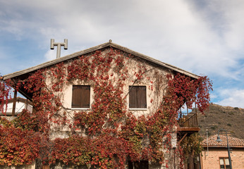 House exterior wall covered with  autumn  red foliage