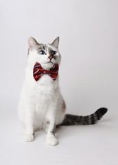 White fluffy blue-eyed cat in a stylish bow tie on a light background