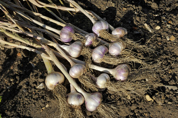 Fototapeta premium Garlic