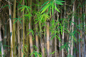 Bamboo tree photo taken in Jakarta Indonesia