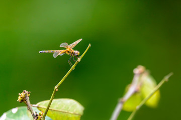 Colorful dragonfly on branch with green background.