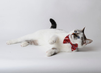 White fluffy blue-eyed cat in a stylish bow tie lies imposingly on a light background. Silk red bow tie with a pattern