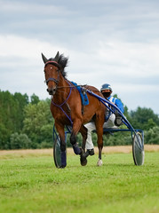 Trabrennsport - Pferd und Fahrer im Wettkampf, Hochformat
