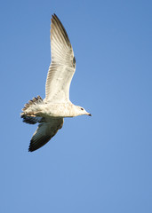 Seagulls