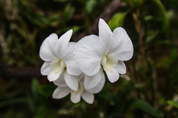 White flower