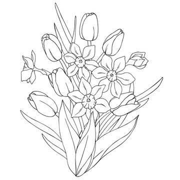 vector monochrome contour illustration of tulip daffodil narcissus flower