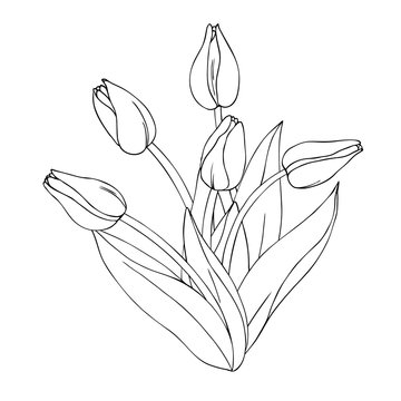 vector monochrome contour illustration of tulip flower bouquet