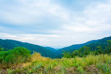 landscape Forest View