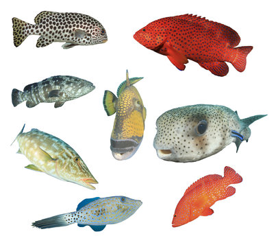 Fish isolated. Reef fish white background. Sweetlips, Grouper, Triggerfish, Puffer, Emperor fish cut outs