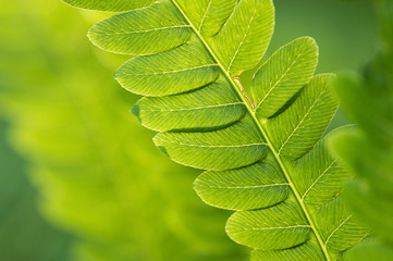 Green Fern Partially Eaten