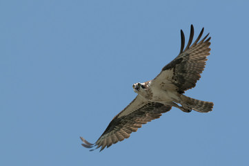 Flying Osprey