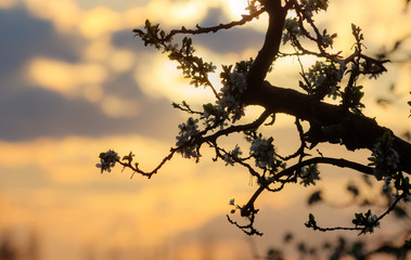 branches of a blossoming tree