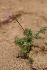 Erodium cicutarium, also known as redstem filaree