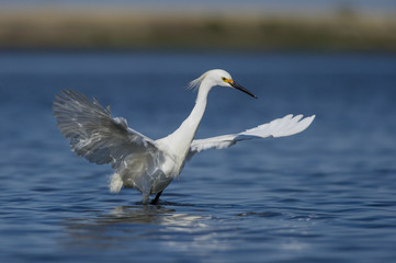 Fototapeta na wymiar Snowy Egret with Wings Out