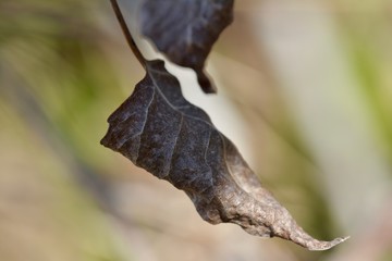 Leaves