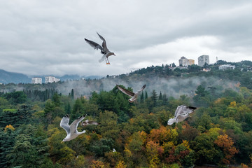 seagulls over park