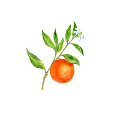 orange tree branch with flowers, leaves and oranges