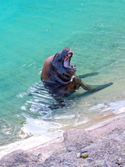 Sea lion bared teeth.