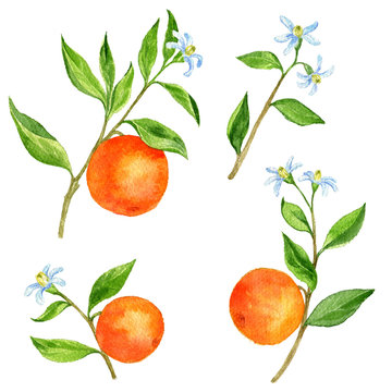 set of fruit tree branches with flowers, leaves and oranges