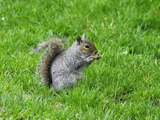 Naklejka na ściany i meble Gray squirrel sitting on the ground eating peanuts