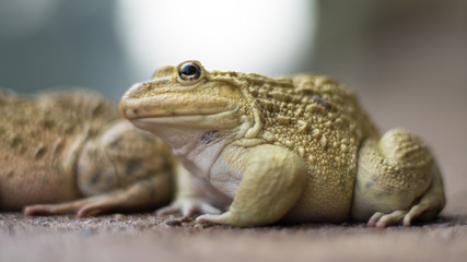 frog