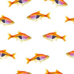 Seamless pattern with tropical harlequin rasbora. Watercolor illustration with hand drawn aquarium exotic fish on white background.