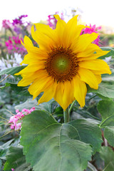 Obraz premium Close Up of beautiful sunflower.